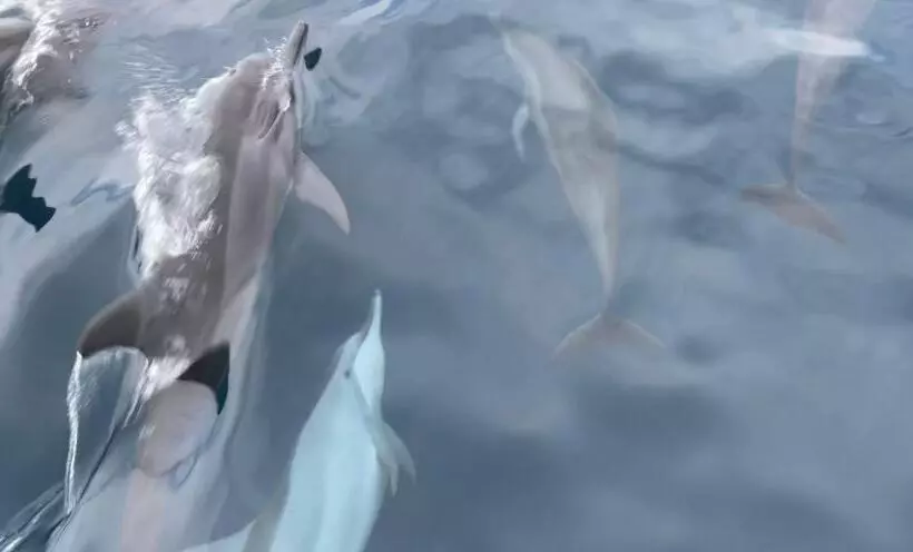 Ocean Voice Beach Resort & Diving