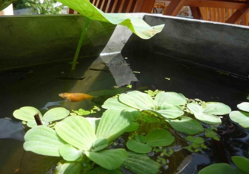 Chaweng Noi Residence