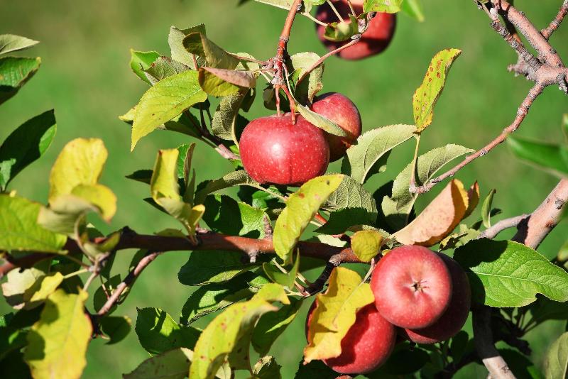 فندق Rurale Orti Di Nora & Spa