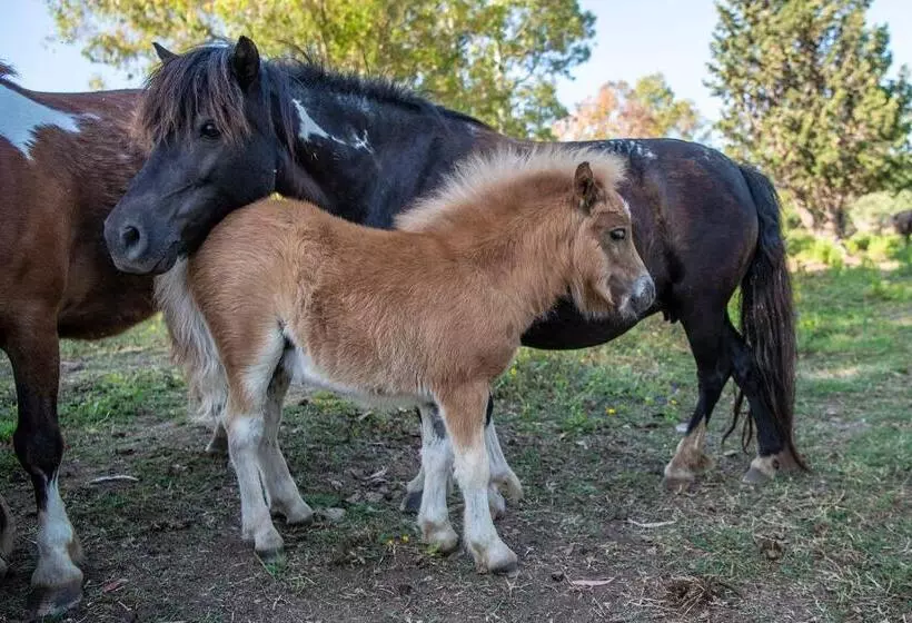 בית מלון כפרי Rurale Orti Di Nora & Spa