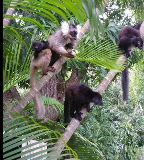 هتل Le Panoramique Ankify