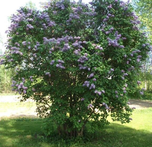 Montolan Koulun Majatalo