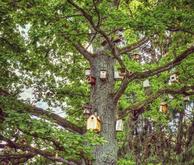 پانسیون Viesu Māja Sprīdīši