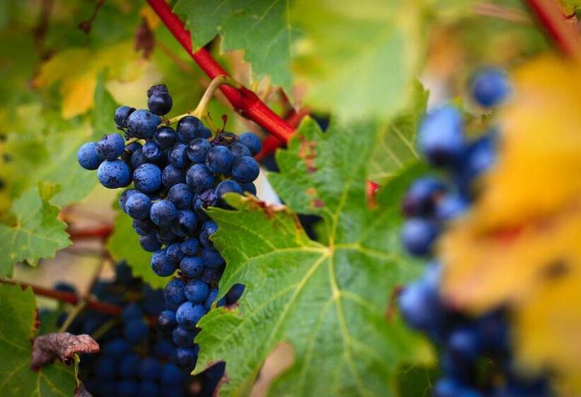 펜션 Vinný Sklep U Műhlbergerů