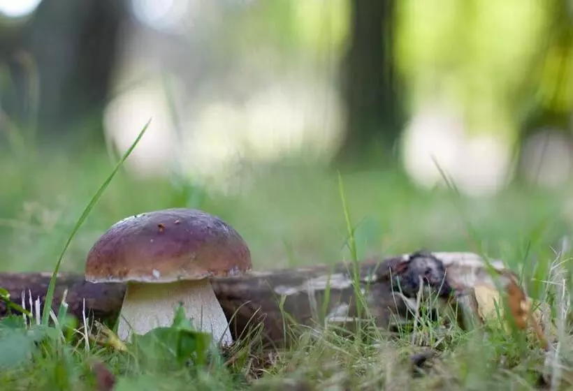 Majatalo Rodinný Penzion U Wolfů