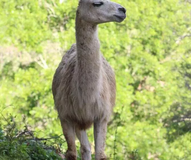 Hotelli Dayboro Cottages