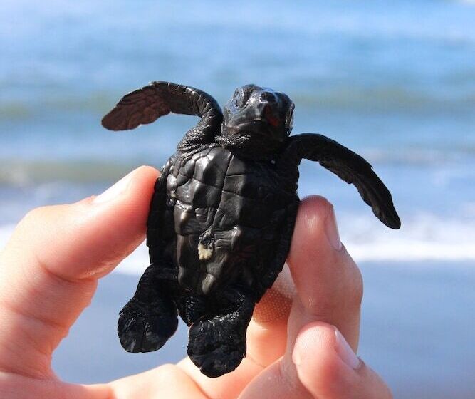 ホテル Rumah Luwih Bali