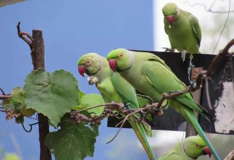 Pensionat Homely Cottage