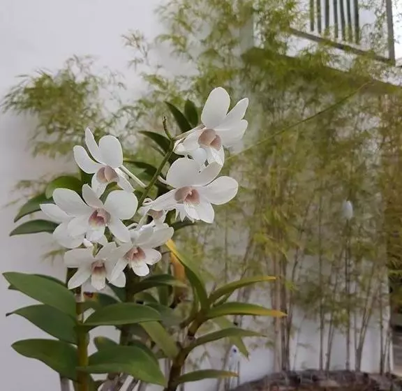 تختخواب و صبحانه Orchid Lagan Place Palawan