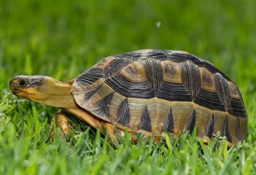 Stonehill River Lodge