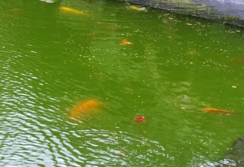 Volcano Acres Ranch B&b