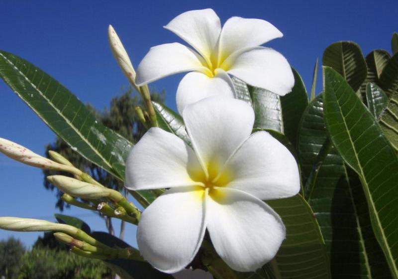 ホテル Big4 Plantation Caravan Park