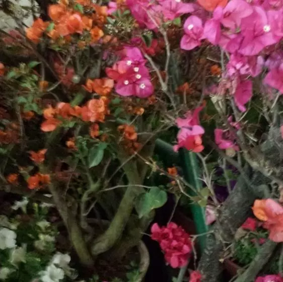 پانسیون Dipankara Holiday Home