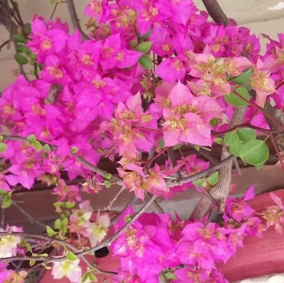 پانسیون Dipankara Holiday Home