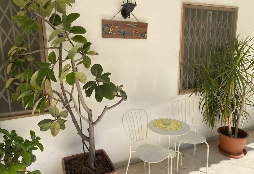 Olive Tree   Hostel