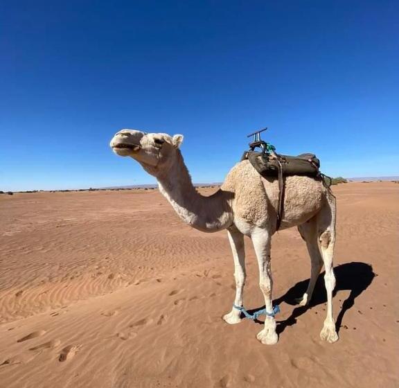 فندق صغير Auberge Kasbah Dar Sahara Tours