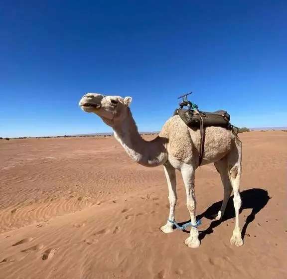 旅馆 Auberge Kasbah Dar Sahara Tours