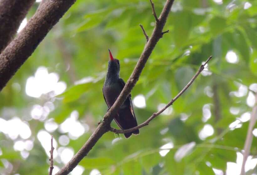 Corinto Pearl Eco Resort