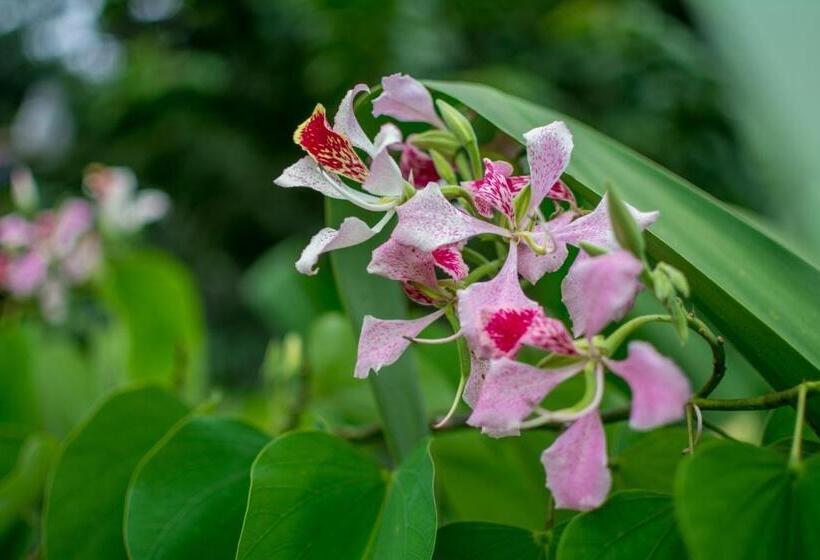 فندق Pacific Paradise Resort