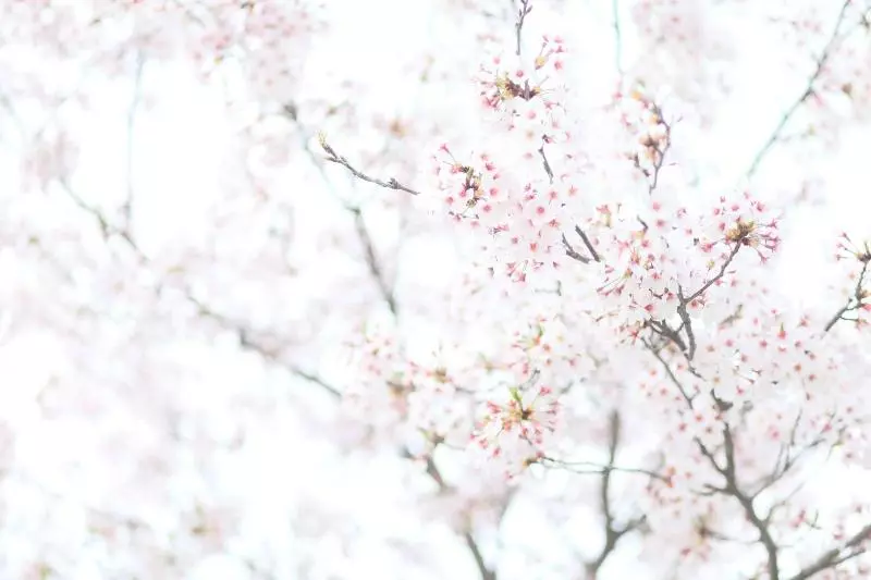 בית מלון כפרי Sakuraya