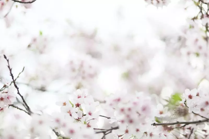 בית מלון כפרי Sakuraya