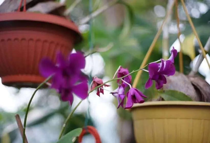 Hotel Kandy Moon Hills