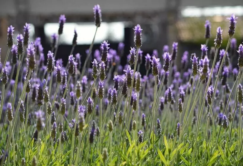 בית מלון כפרי Hacienda Los Picachos Spa & Pádel