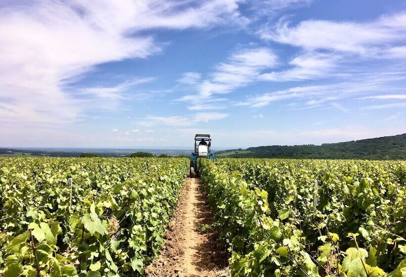 بنسيون Domaine Joseph Lafarge Wine Resort B&b