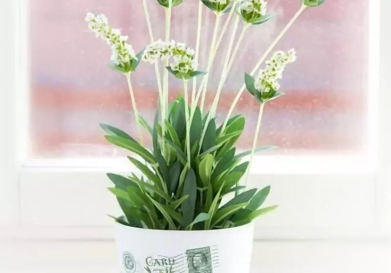 בית מלון כפרי Emma