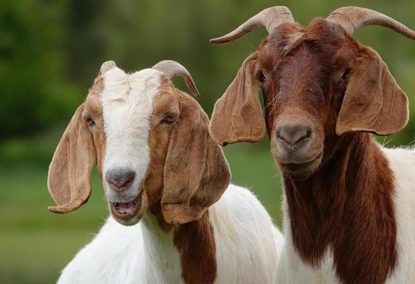 ホテル Glencoe Country Bed And Breakfast