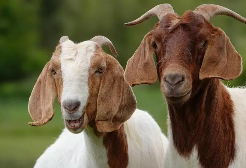 ホテル Glencoe Country Bed And Breakfast