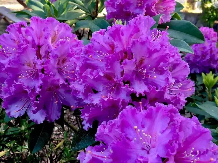 Hotel The Chalet Guesthouse And Studio