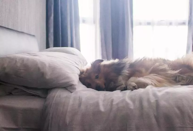 בית מלון כפרי Wellesley Park