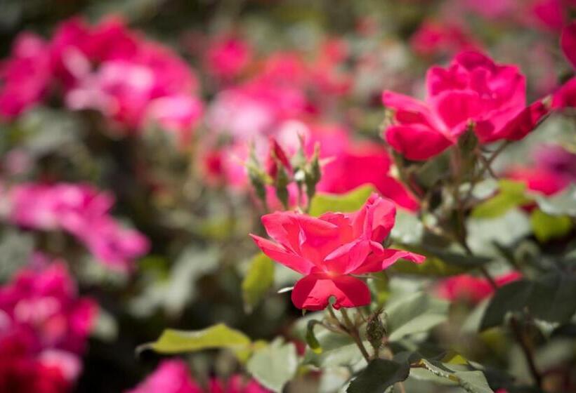 בית מלון כפרי Agriturismo Il Barco