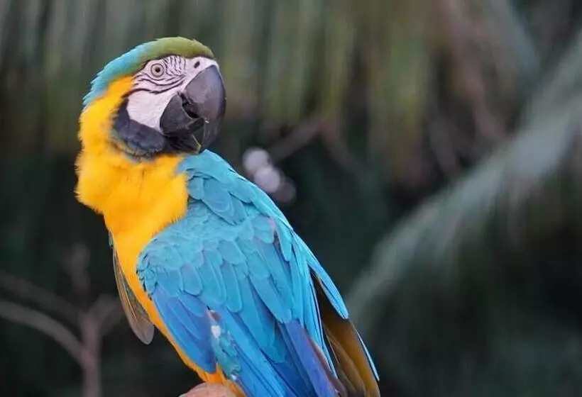 استراحتگاه Green Diamond Amazon Lodge