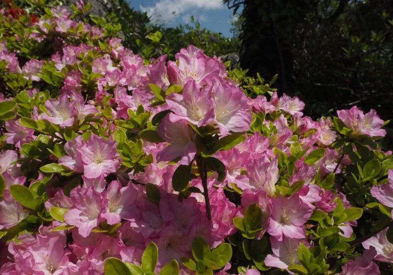 Отель Fukushimakan