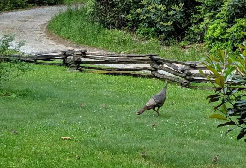 Buffalo Creek Bed & Breakfast