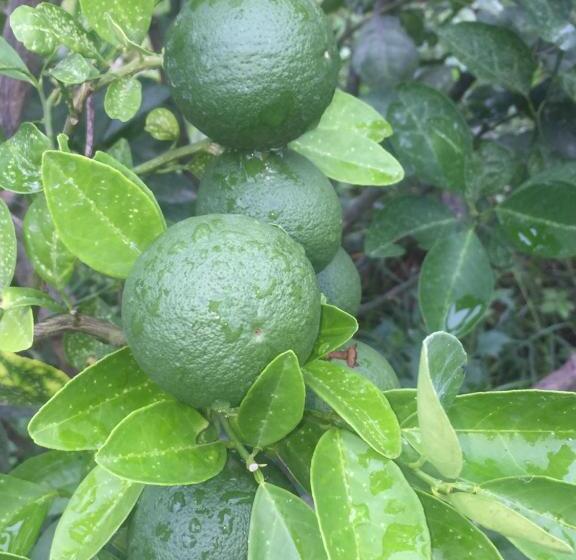 Отель Saffron Lake Yala