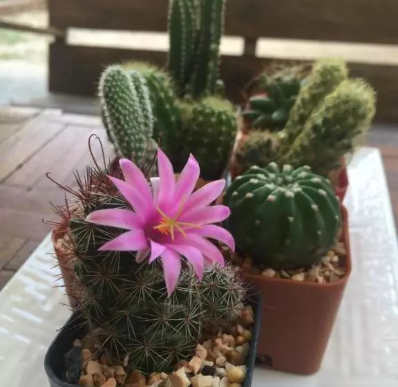پانسیون Nature Home