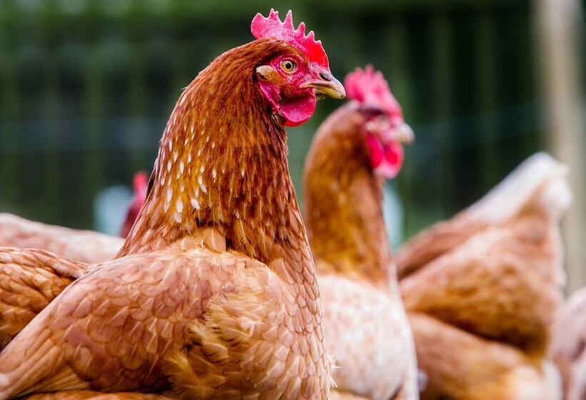 Bed and Breakfast Orchard Lodge & Wolds Restaurant