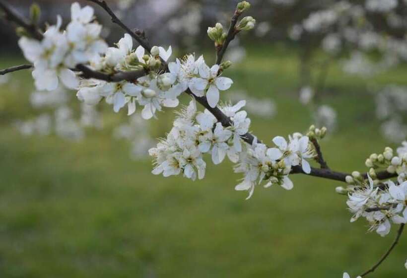 Bed and Breakfast Orchard Lodge & Wolds Restaurant