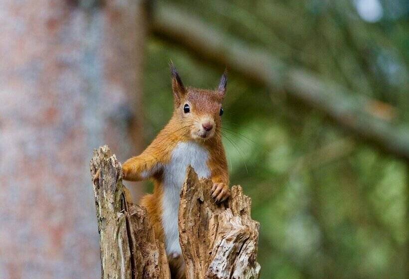 בית מלון כפרי Clifton Cottage