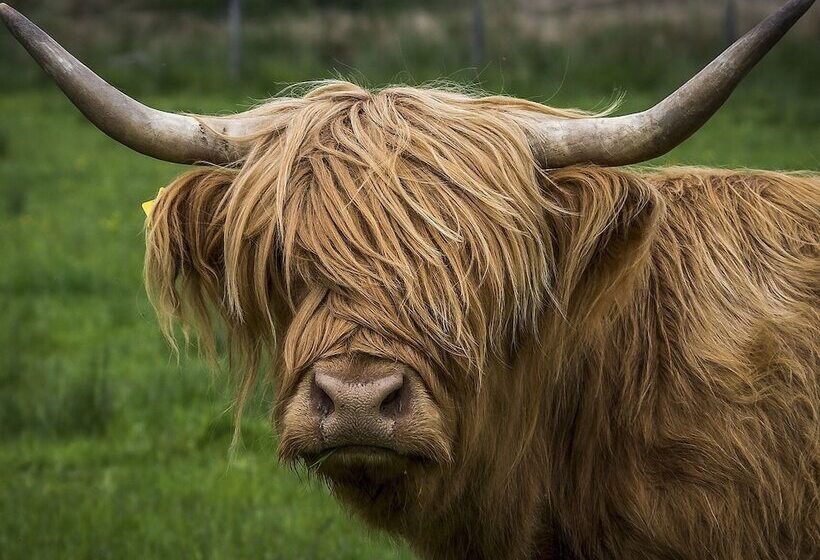 בית מלון כפרי Clifton Cottage