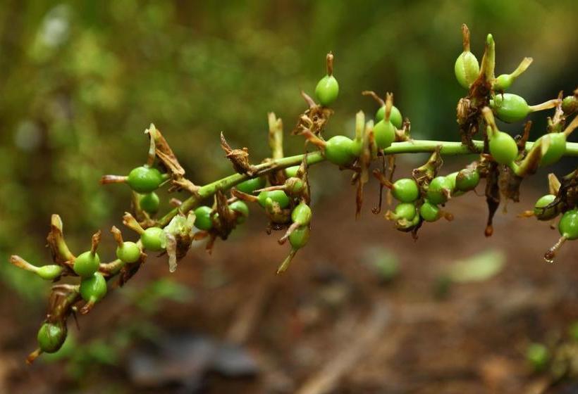 ホテル Springdale Heritage