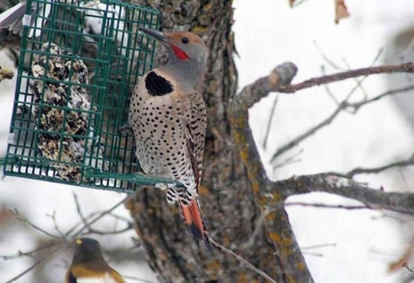 Country Sunshine Bed And Breakfast