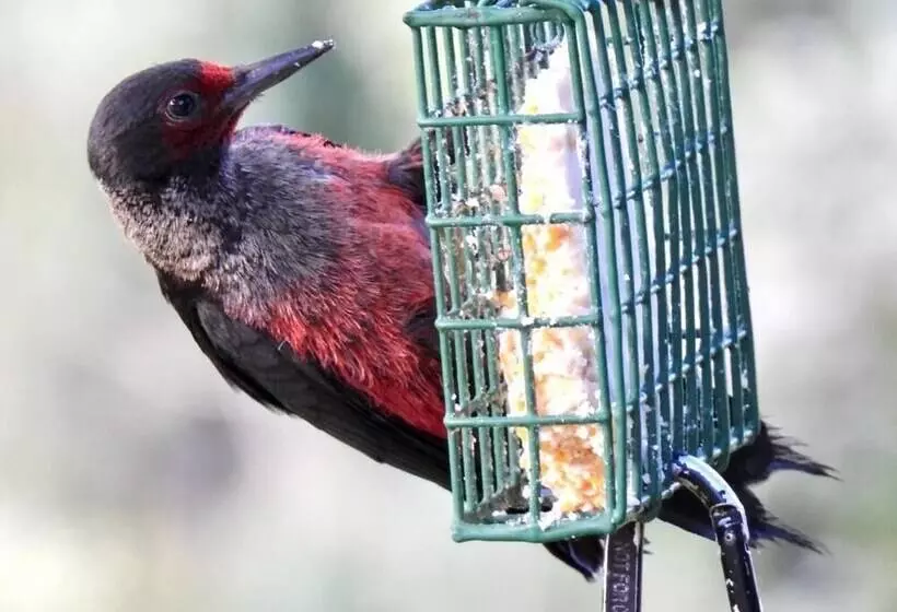 Country Sunshine Bed And Breakfast