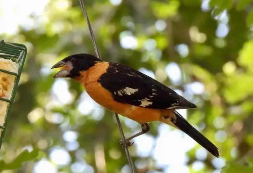 Country Sunshine Bed And Breakfast