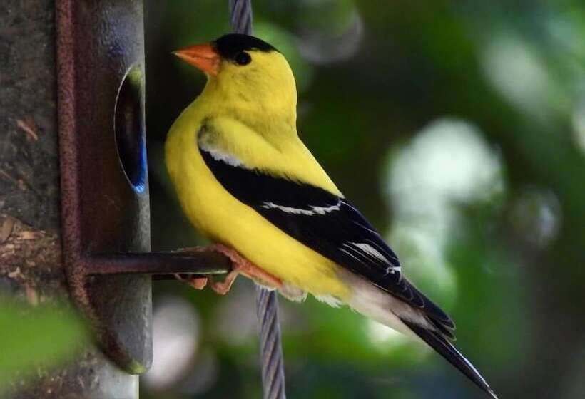 Country Sunshine Bed And Breakfast