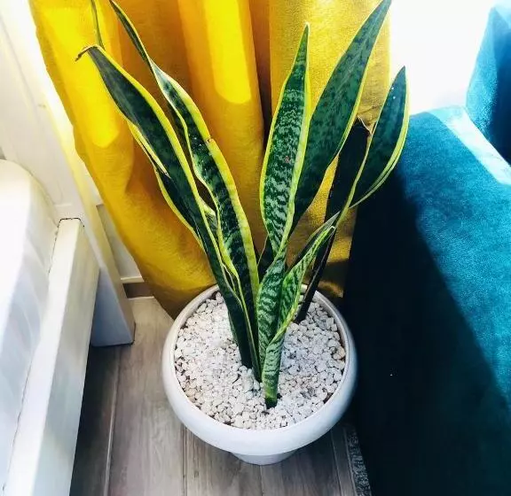 هاستل Indesign Makumbi Park Studio Apartment D4 5,syokimau