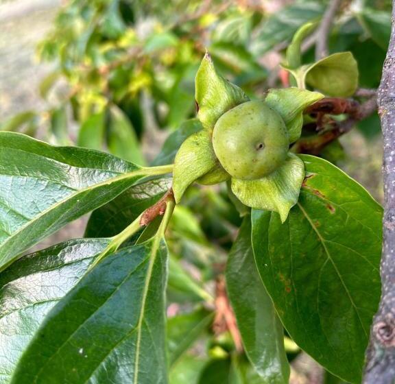 בית מלון כפרי Cruna Di Subida Wine Country House